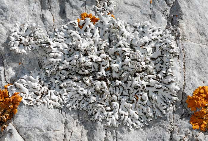 Licheni dal Passo Stelvio